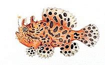 Papilla (fish anatomy) .